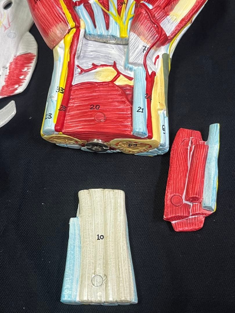 手　模型　筋肉模型 分解モデル　人体模型①