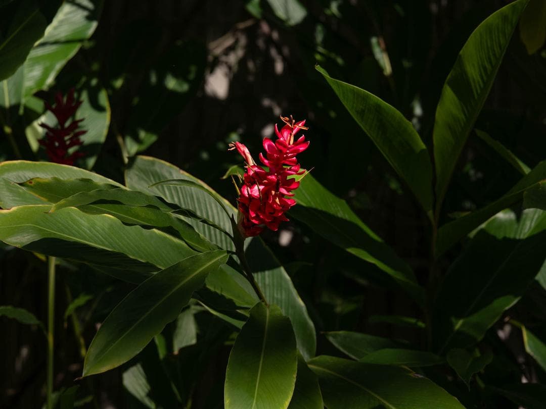 SIGMA 70mm F2.8 DG MACRO Lマウント