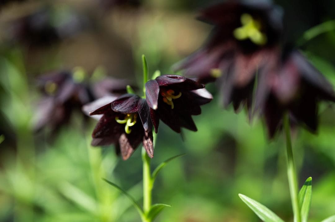 SIGMA 70mm F2.8 DG MACRO Lマウント