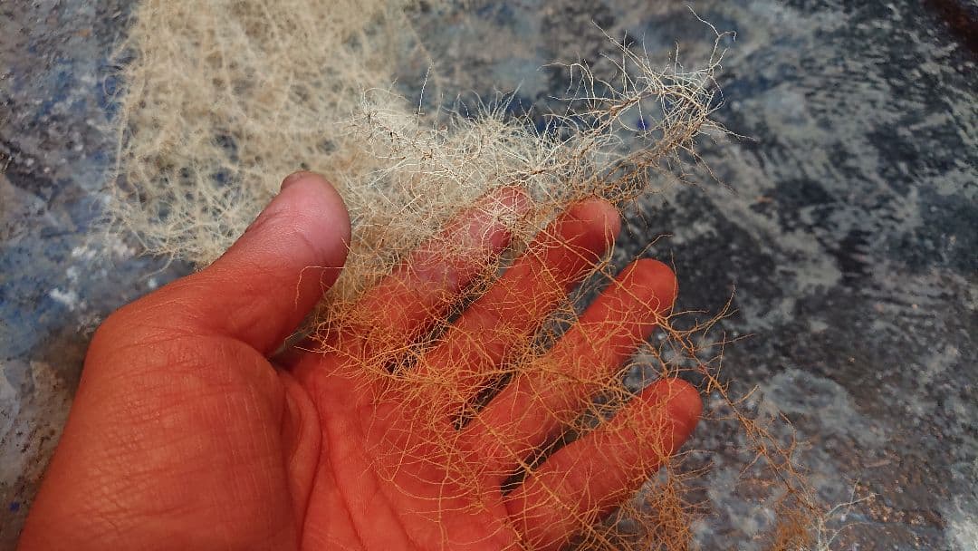 サルオガセ 乾燥標本 希少 珍品