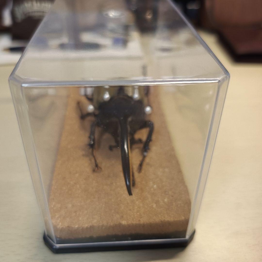 ヘラクレスオオカブト　標本