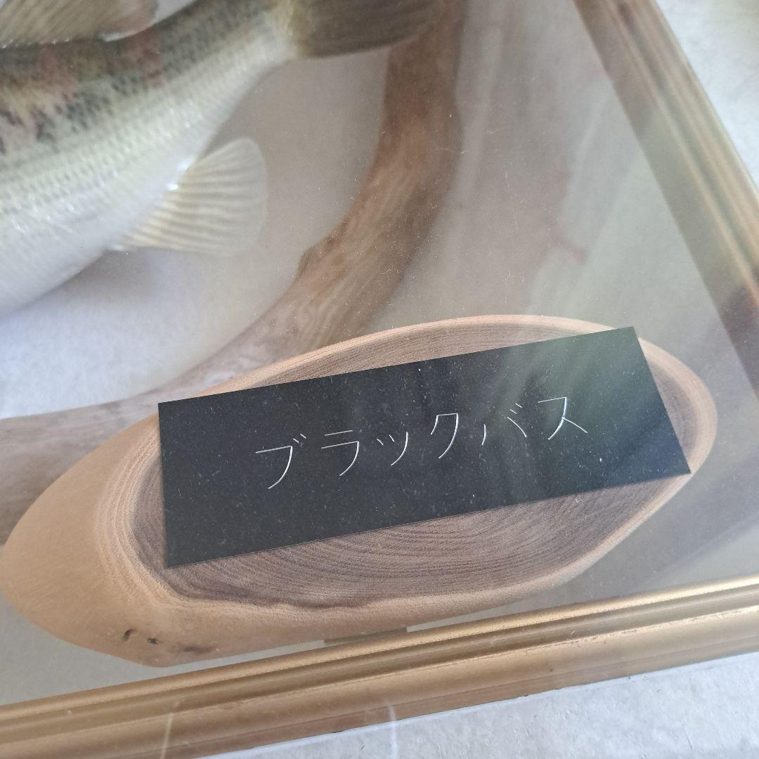 ブラックバス 剥製 標本 フレーム入り