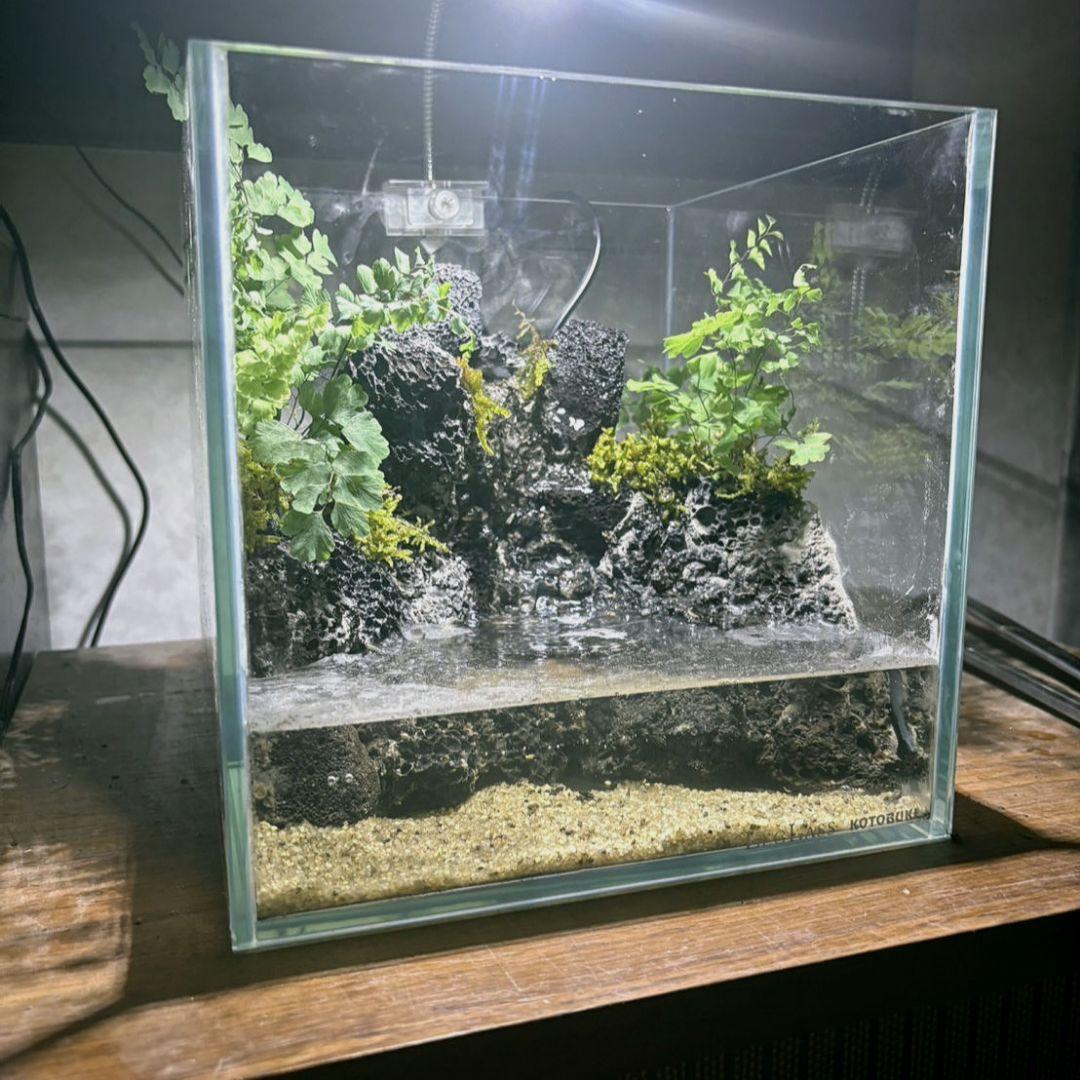 滝の流れるアクアテラリウム　イモリウム　No.1132