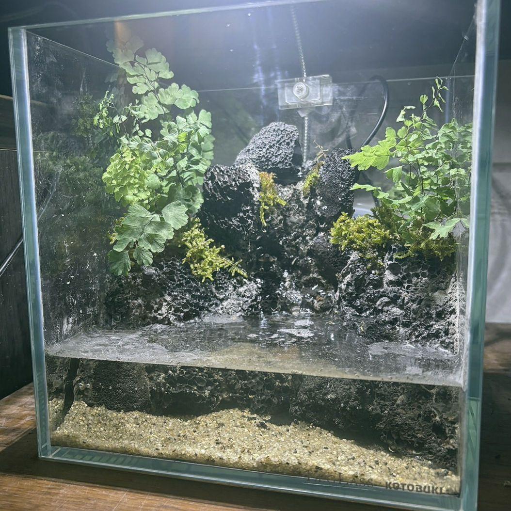 滝の流れるアクアテラリウム　イモリウム　No.1132