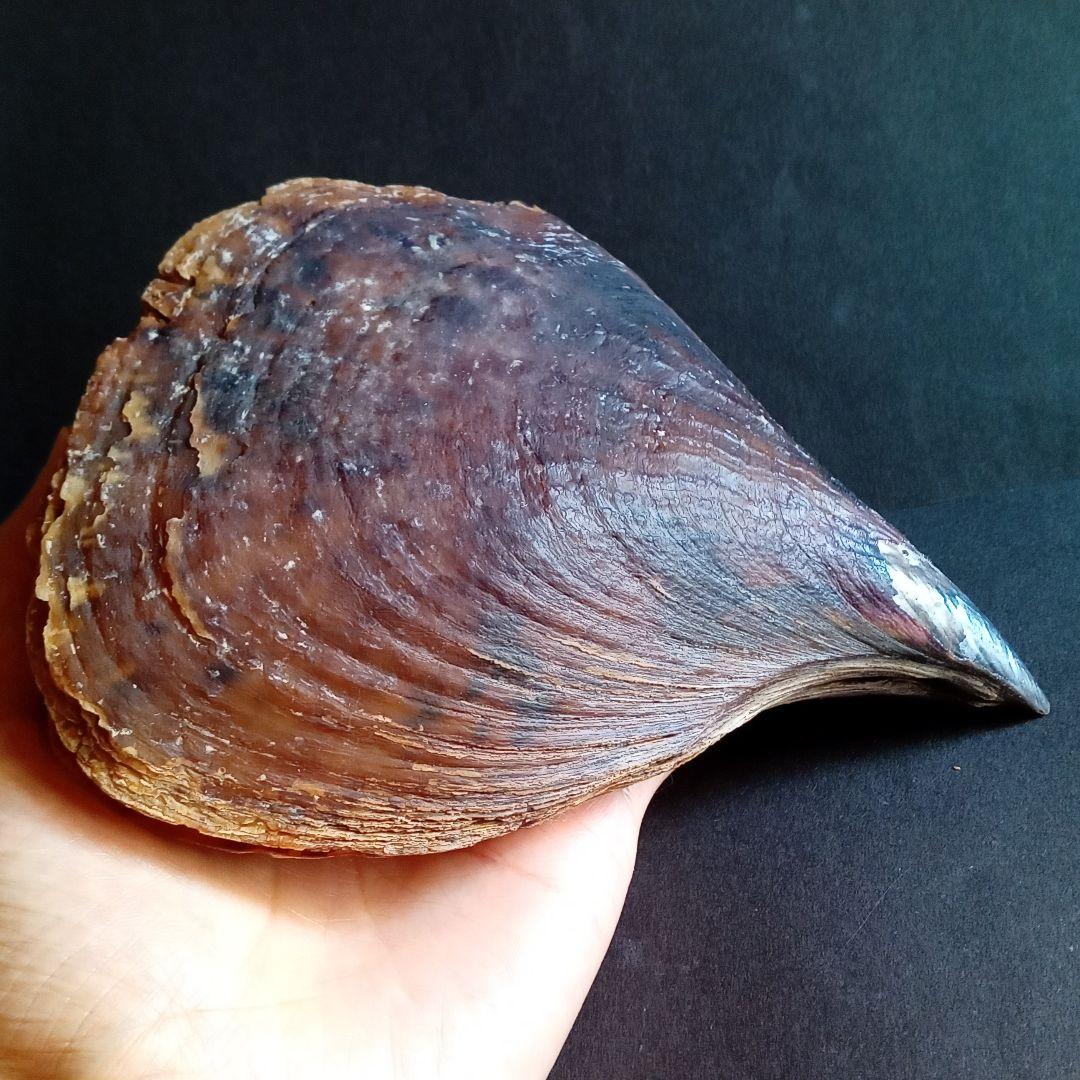 骨格　標本　貝殻　タイラギ　平貝　海外産