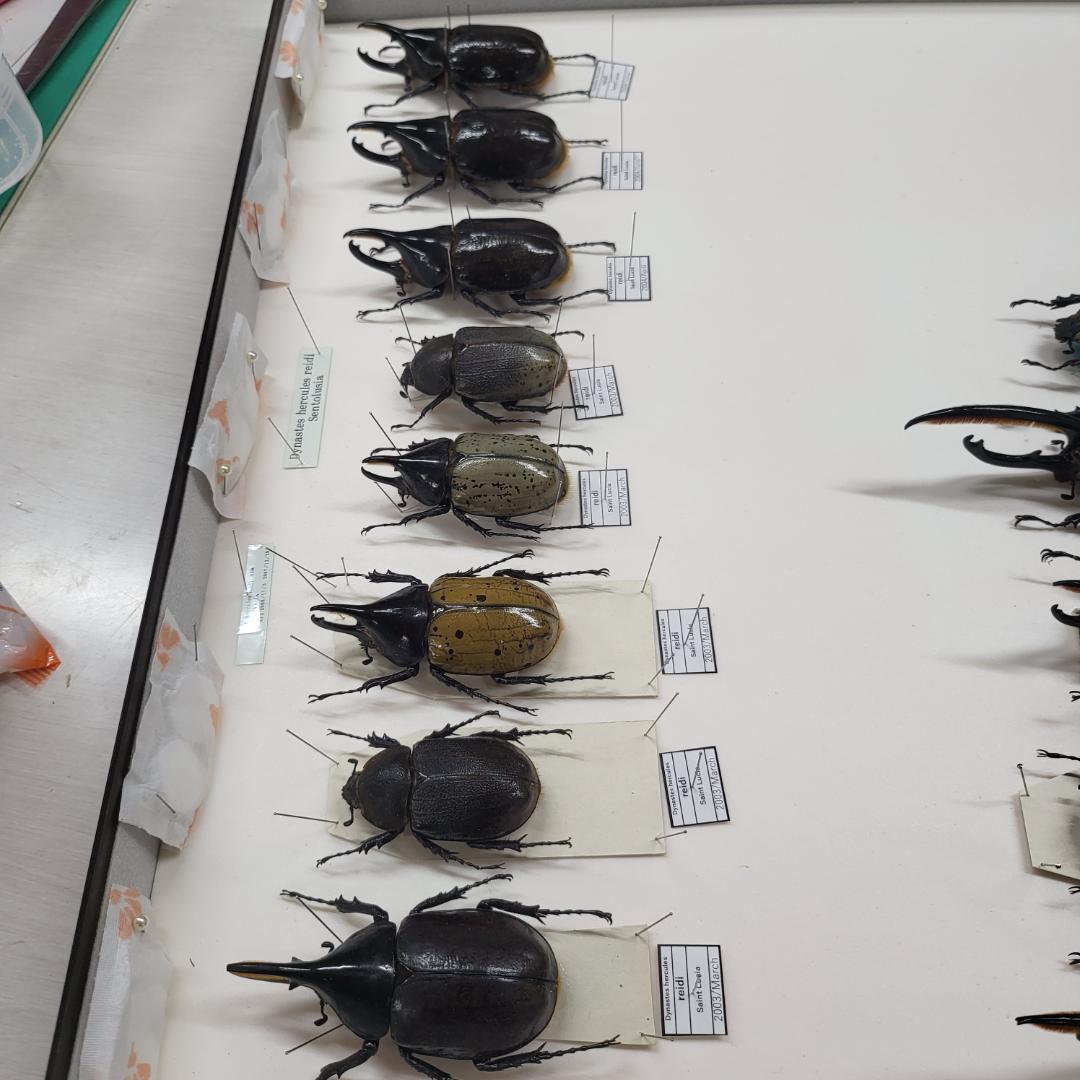 コレクションシリーズセスジタカネミナミカブト-2