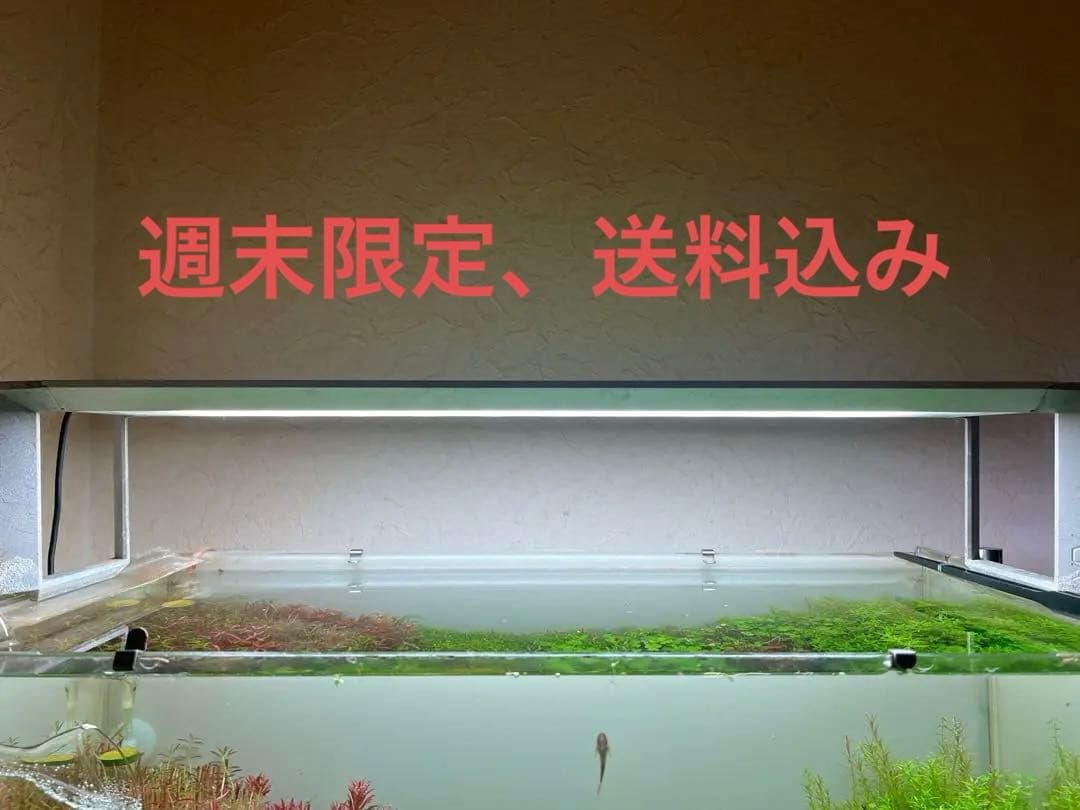 最終値下げ今日まで送料込み　ADA アクアスカイRGB 豪華おまけ付き