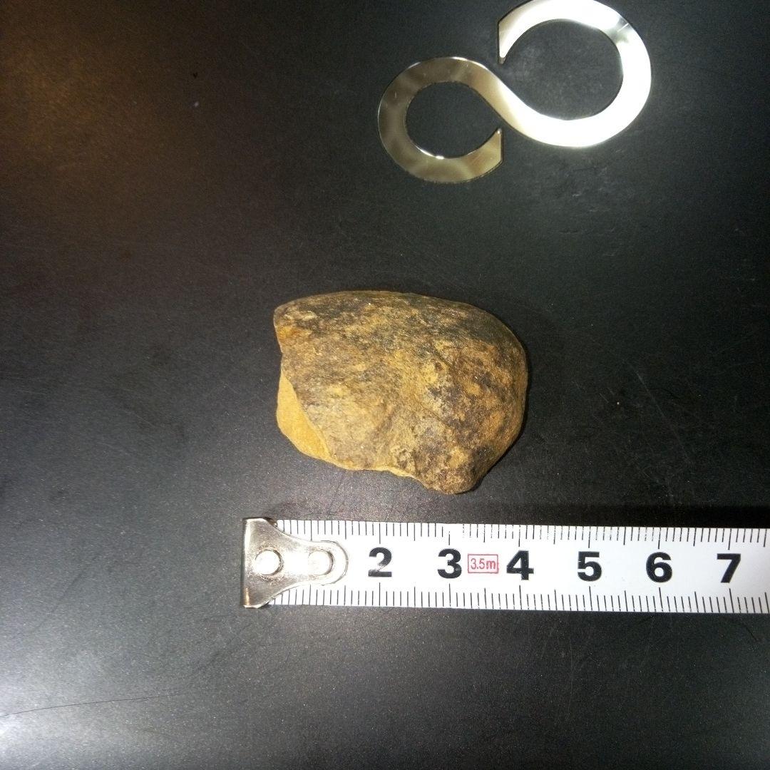 三葉虫　化石　fossil　ボリビア産　レア　Fossil管理⑧