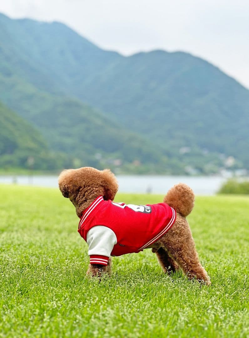 小型犬のスウェットスタジャン 赤