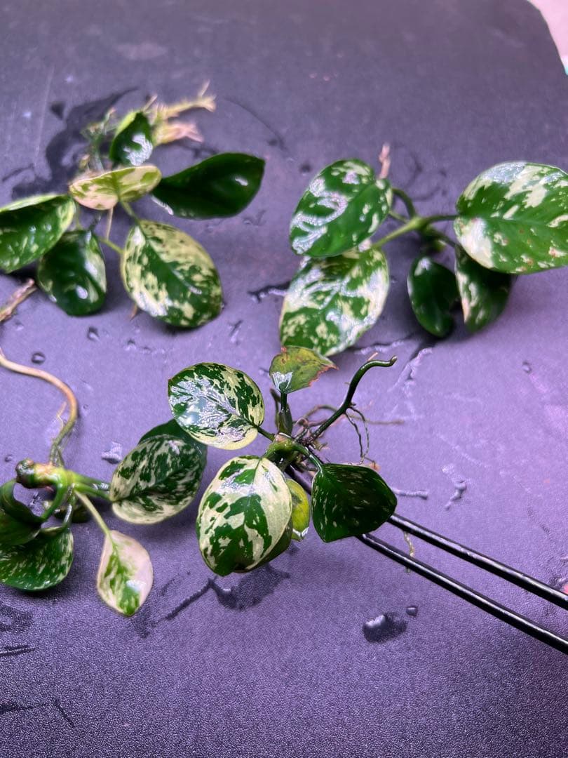 アヌビアスナナ　斑入りキング Anubias Variegated King4株