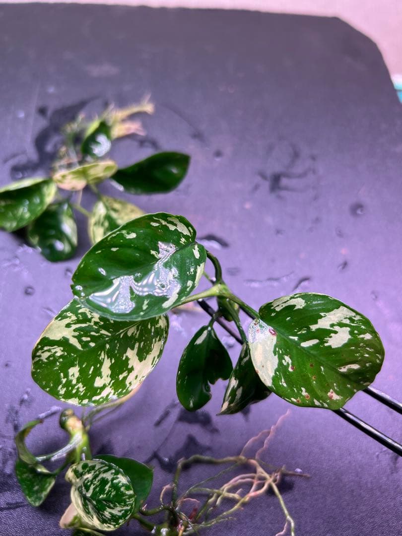 アヌビアスナナ　斑入りキング Anubias Variegated King4株