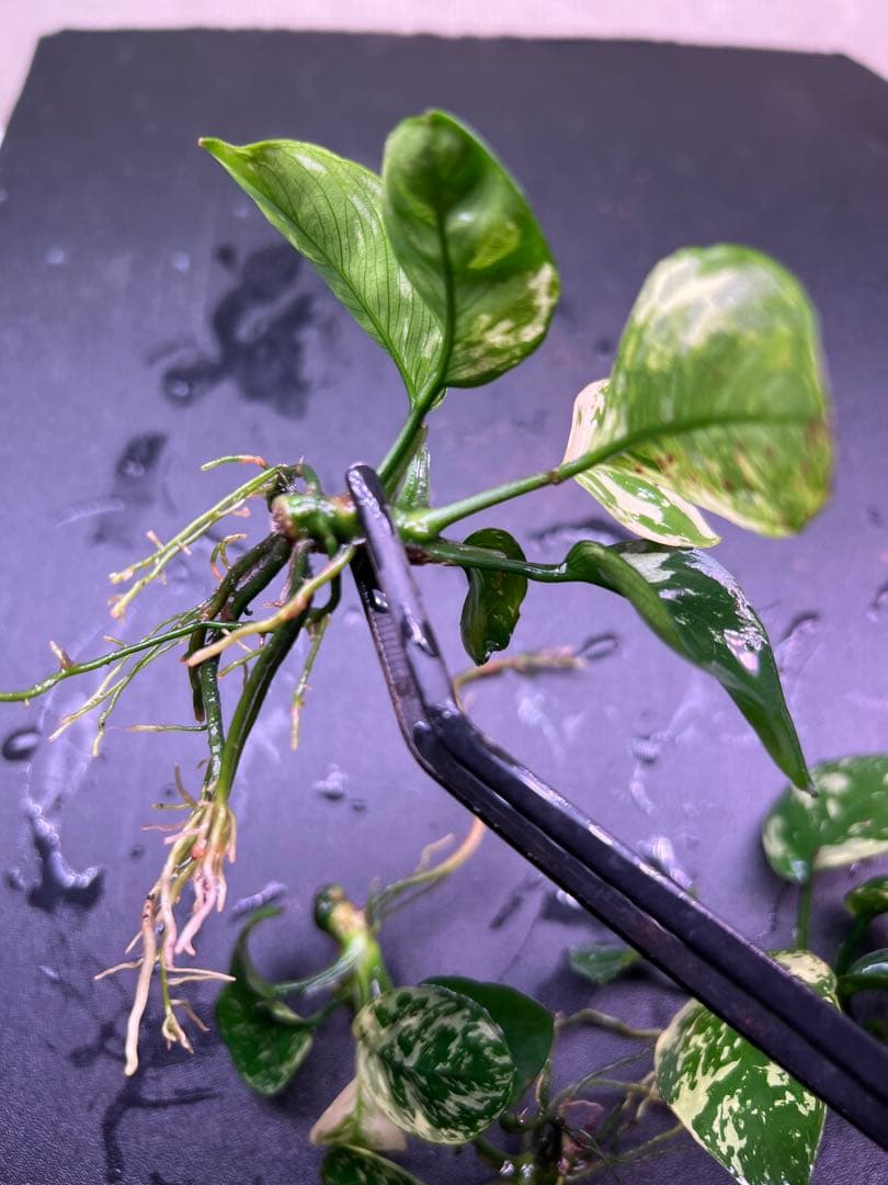 アヌビアスナナ　斑入りキング Anubias Variegated King4株