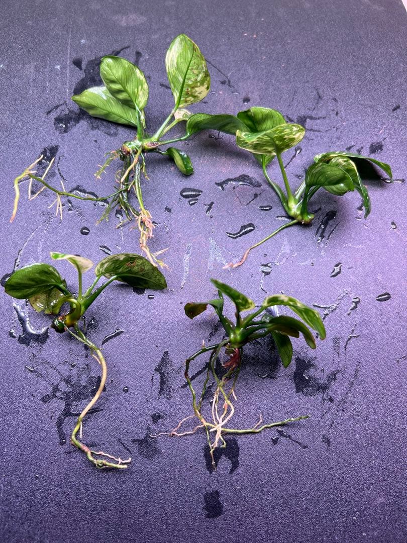 アヌビアスナナ　斑入りキング Anubias Variegated King4株