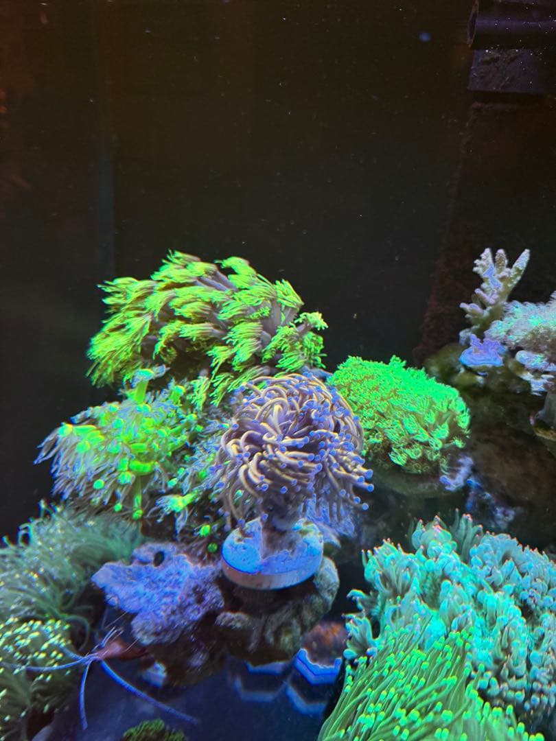 水槽内の個体リクエスト販売