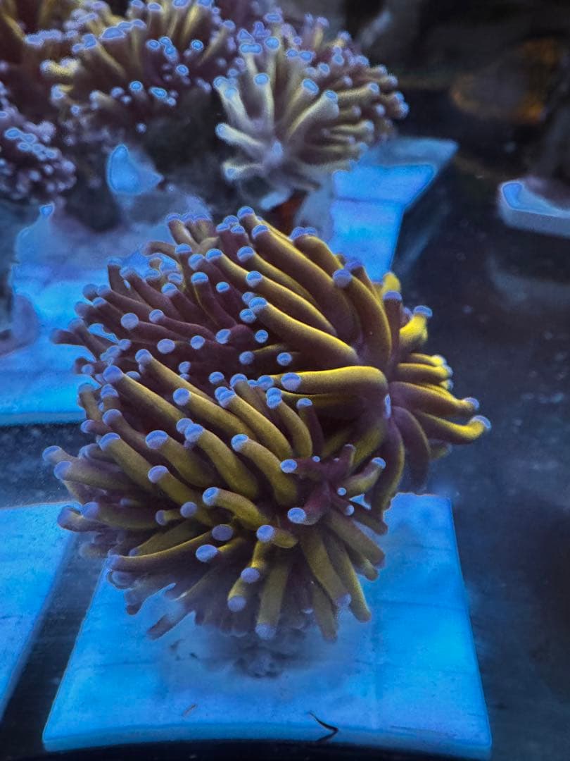 水槽内の個体リクエスト販売