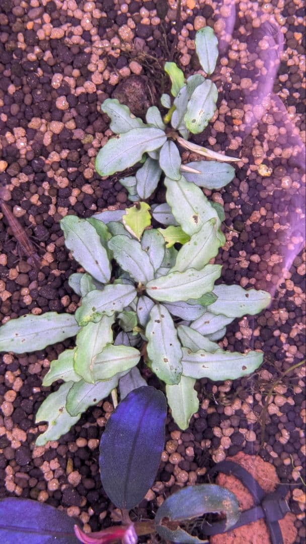 【銀葉の最上級】ブセファランドラspオーロラKN便　水中葉　コケ・スネールなし