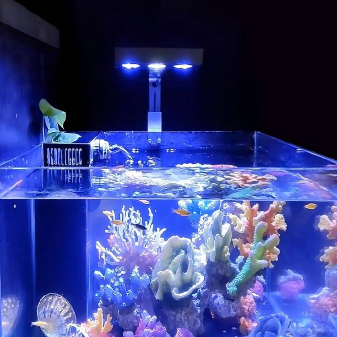 新品　マリンアクアリウム　サンゴ　海水魚　コーラルライト　SPECTRA