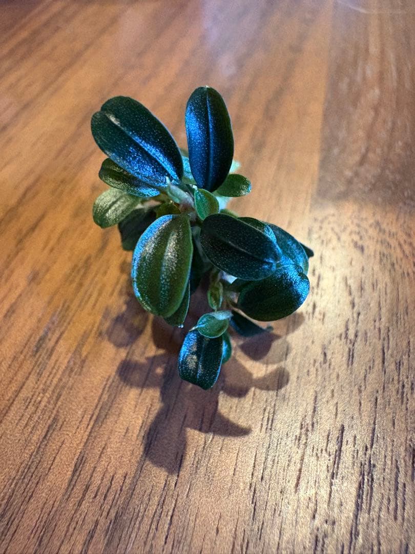 ブセファランドラsp.クダガンミニラウンド sp. kedagang 8株