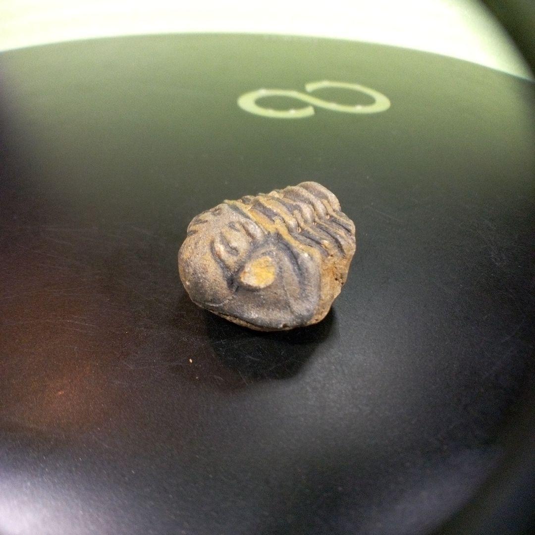 三葉虫　化石　fossil　ボリビア産　trilobite　三葉虫判別①