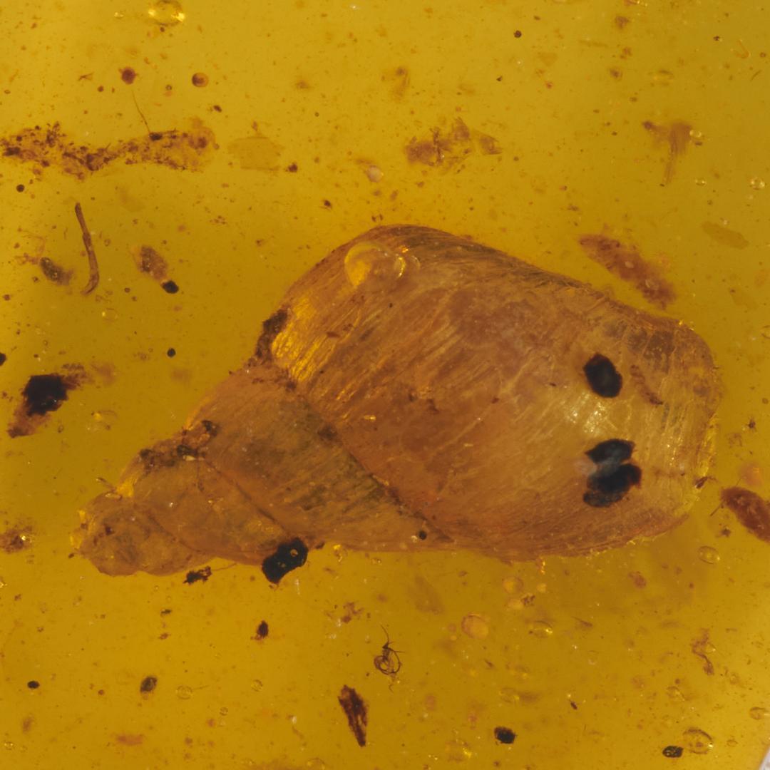 レア極上品 PA0040虫入り琥珀化石　ミャンマーカムティかタナイ9900万年前