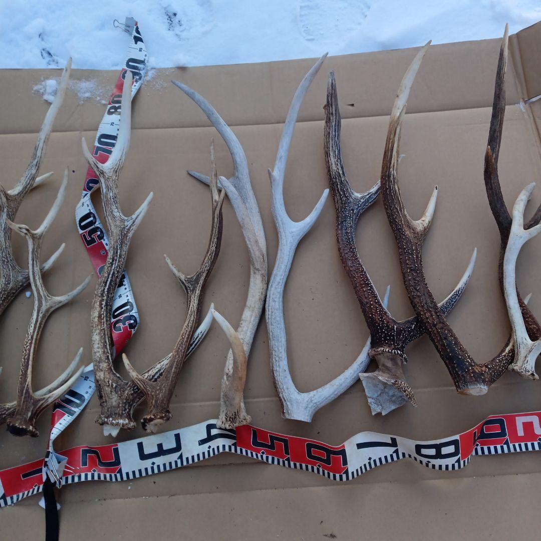 蝦夷鹿の角 　犬のおもちゃ、工芸品などに 自然素材　７番