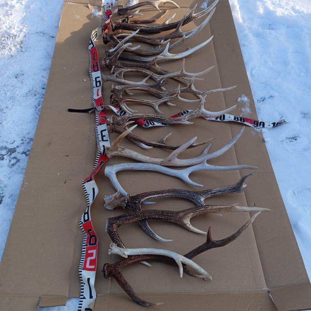 蝦夷鹿の角 　犬のおもちゃ、工芸品などに 自然素材　７番