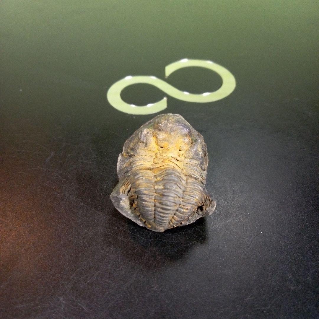 三葉虫　化石　fossil　海　ボリビア産　trilobite　海生動物分類①