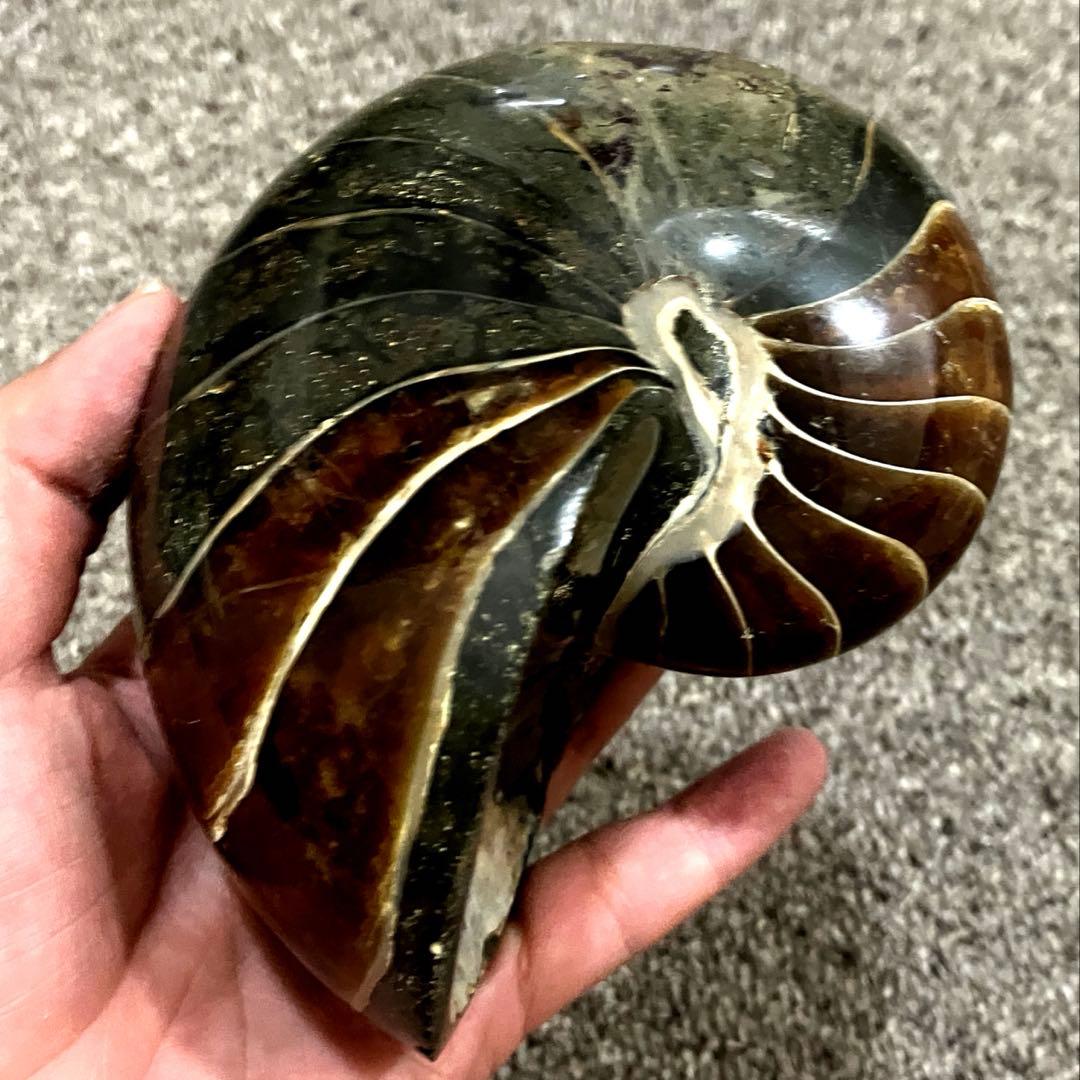 オウムガイ　化石　979g