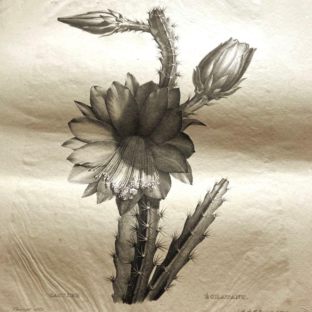 1825年フランスアンティークリトグラフ　フランスアンティーク版画　植物画　大判