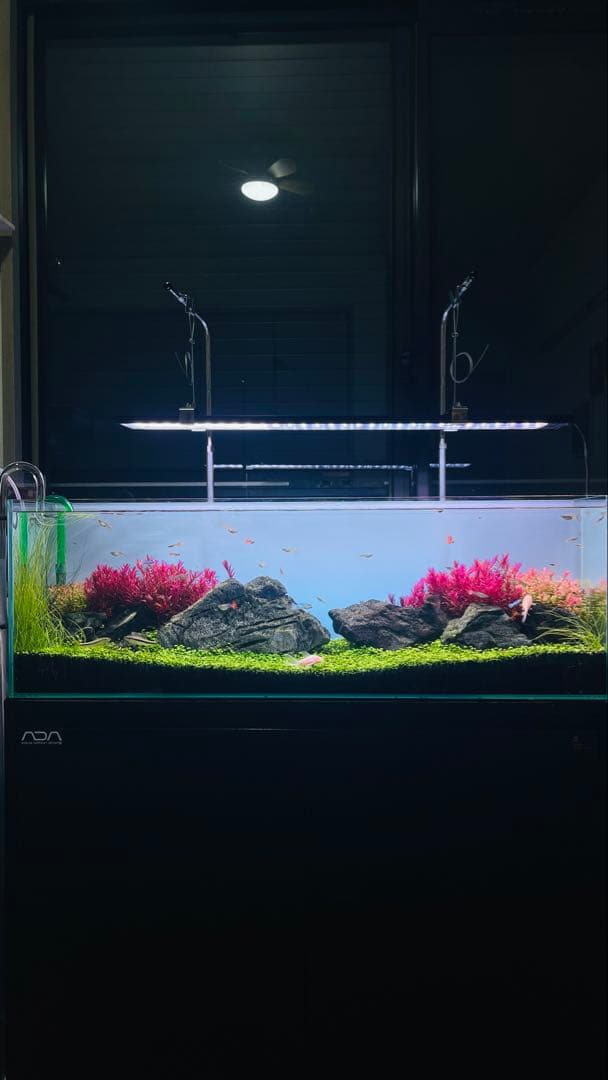 レイアウト組み立て済み美しい水槽セット