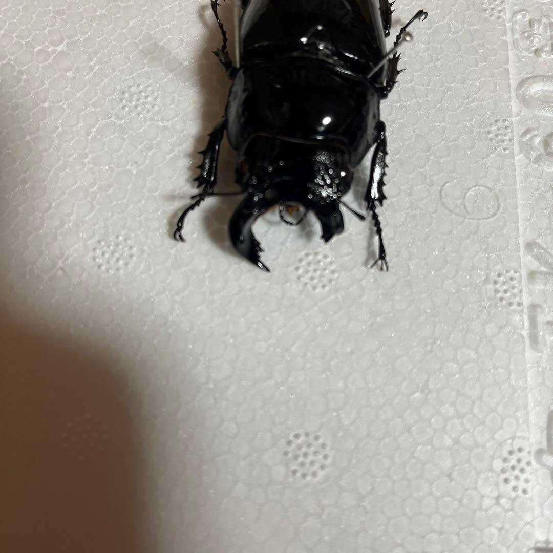 モザイク　雌雄同体　タランドゥス　死虫　標本