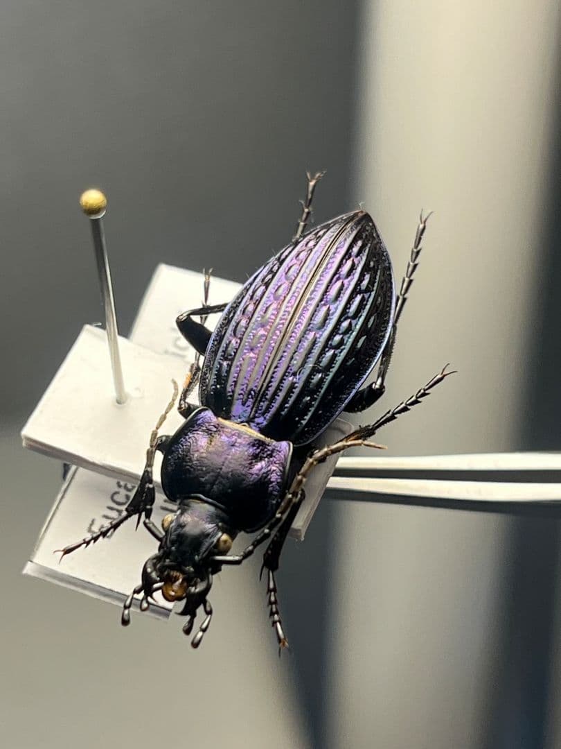 【30mm】Eucarabus ulrichi オサムシ カブリモドキ標本