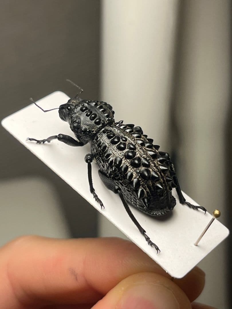 【属内最高峰】トゲトゲヘンテコゾウムシ Gagatophorus 標本甲虫