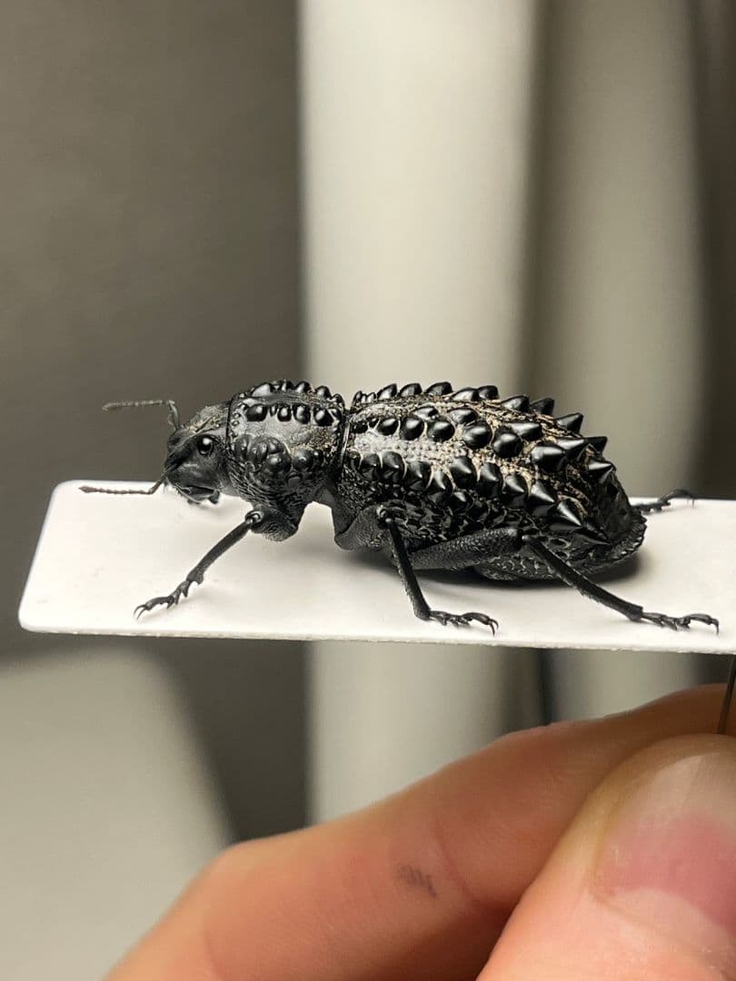 【属内最高峰】トゲトゲヘンテコゾウムシ Gagatophorus 標本甲虫