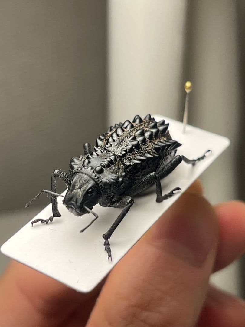 【属内最高峰】トゲトゲヘンテコゾウムシ Gagatophorus 標本甲虫