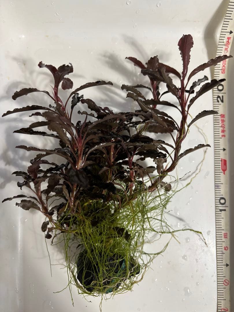 ブセファランドラ クダガン　超特大群生株　ラスト