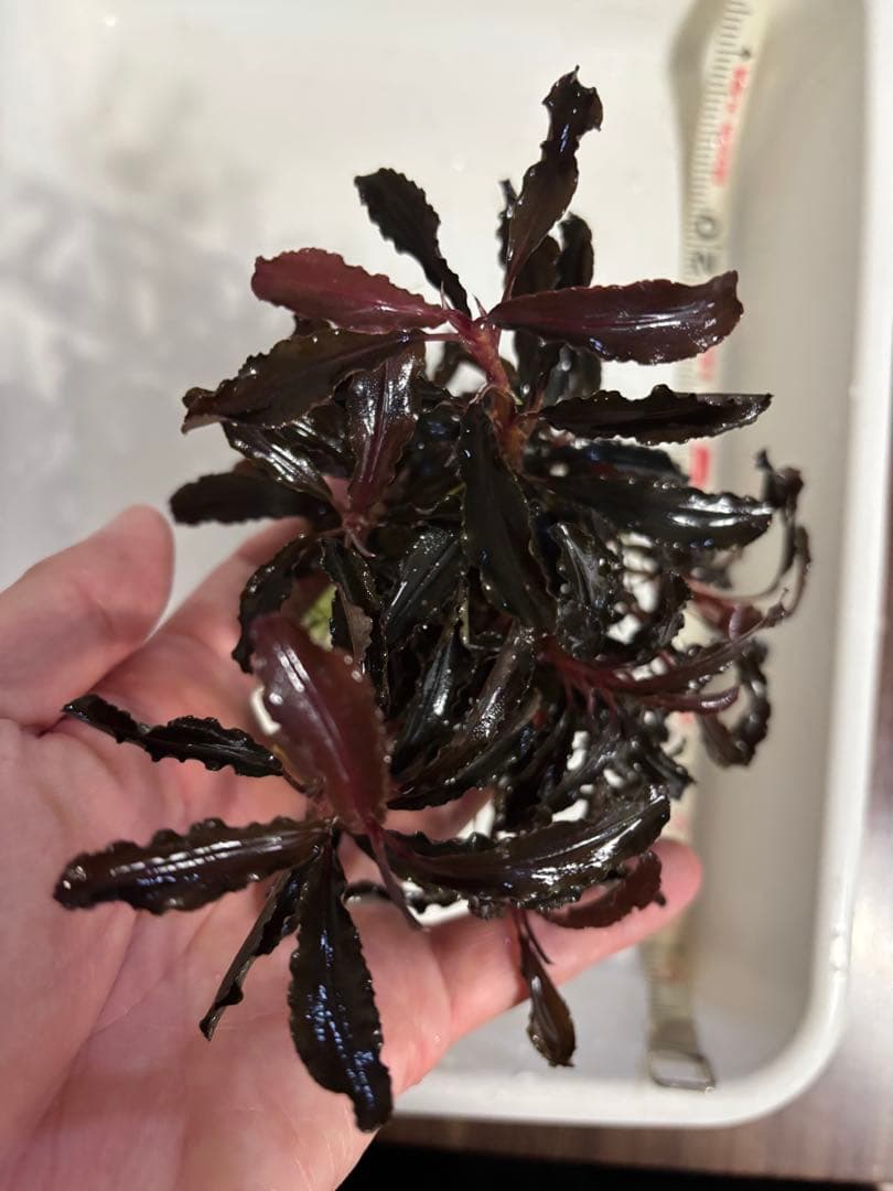 ブセファランドラ クダガン　超特大群生株　ラスト