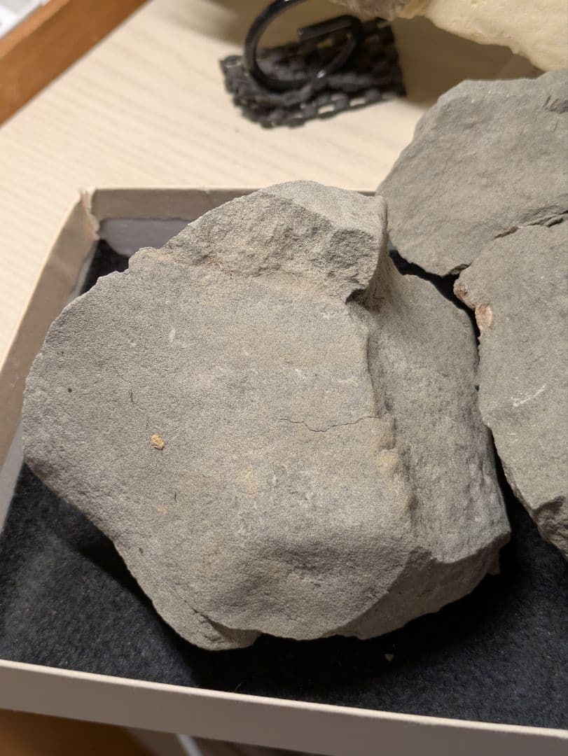 カニ　化石　標本　地学　原石