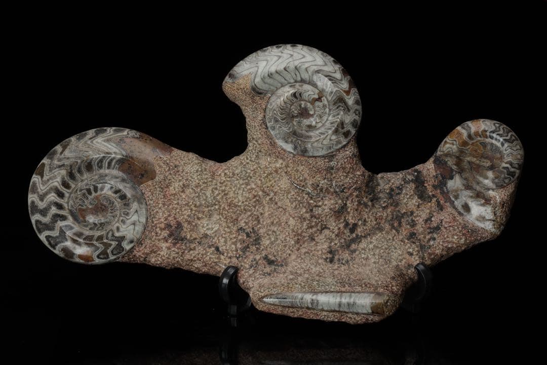 特大標本 アンモナイト&オルソセラス 化石プレート10.6kg 直角貝 鑑賞石