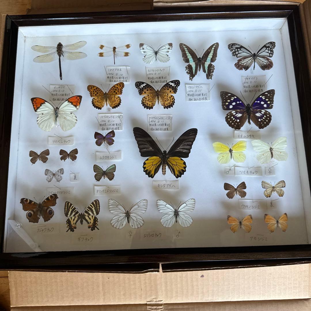 志賀昆虫　ドイツ箱