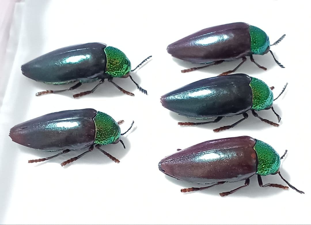 インド産　フトタマムシ　標本　6頭セット