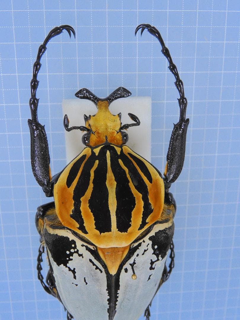 標本 Ivor Cost Goliathus cacicus 83mm