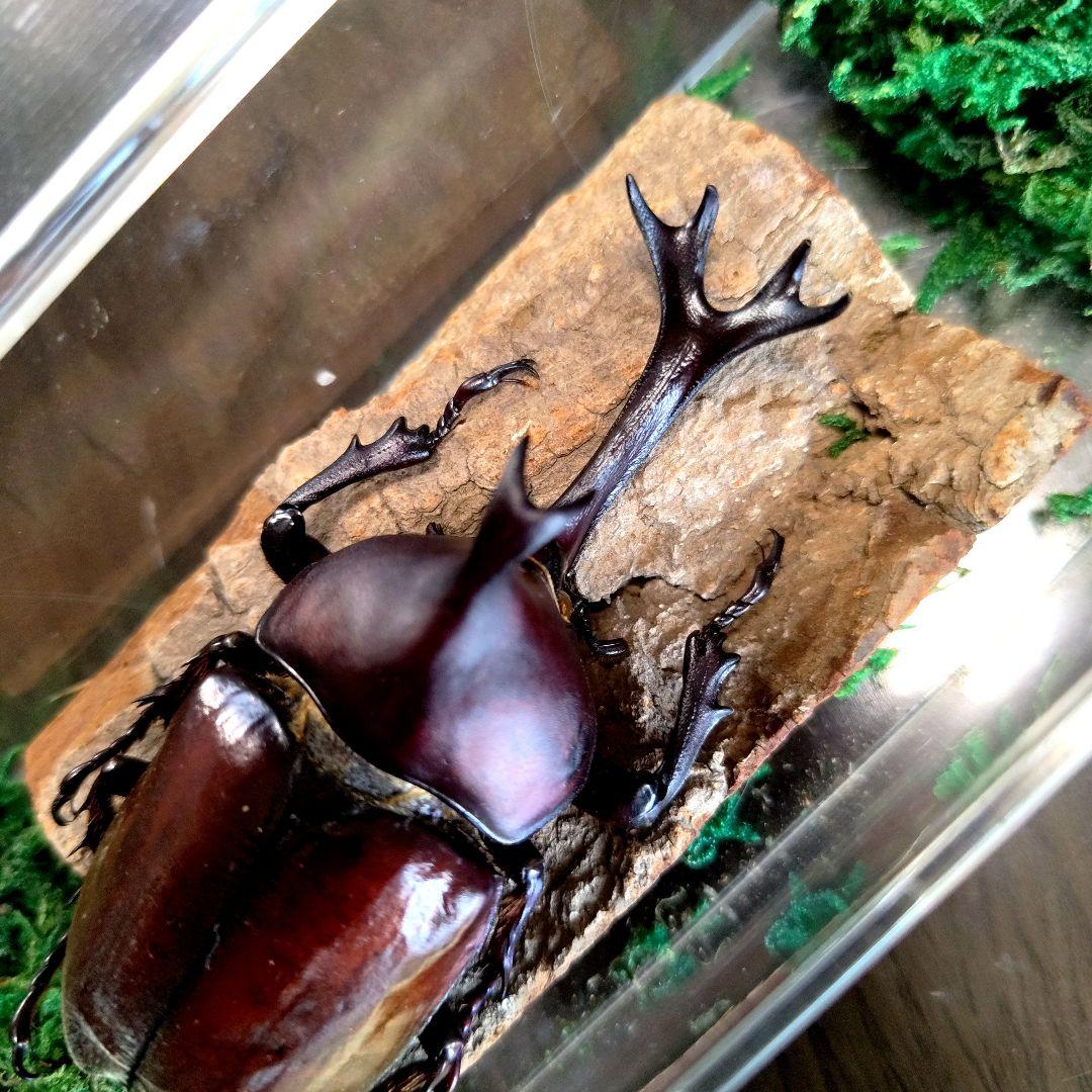 宝物野生巨大超特大大型87mm頭角19.8mm胸角6.4mmぐらいカブトムシ標本