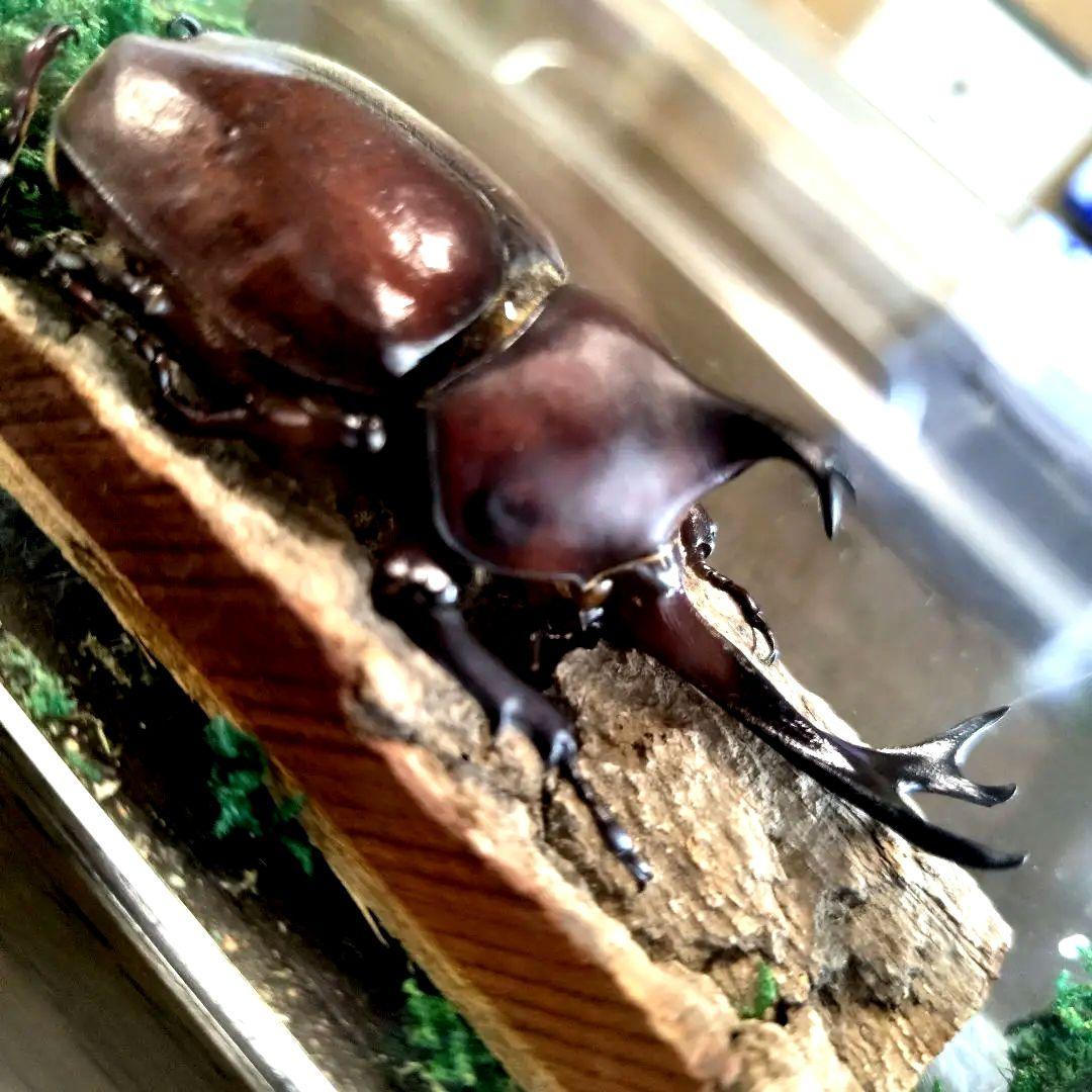 宝物野生巨大超特大大型87mm頭角19.8mm胸角6.4mmぐらいカブトムシ標本