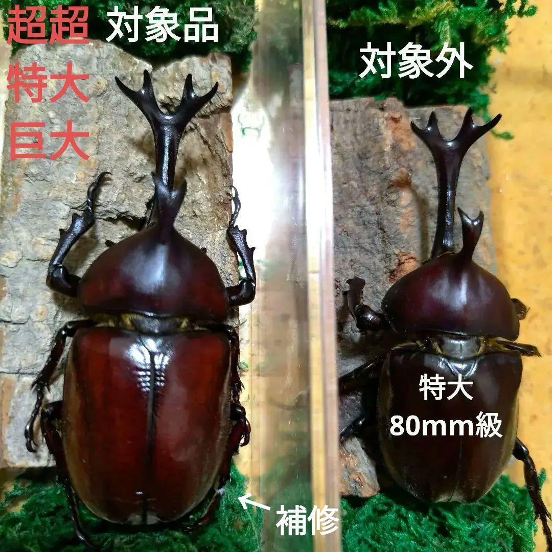 宝物野生巨大超特大大型87mm頭角19.8mm胸角6.4mmぐらいカブトムシ標本