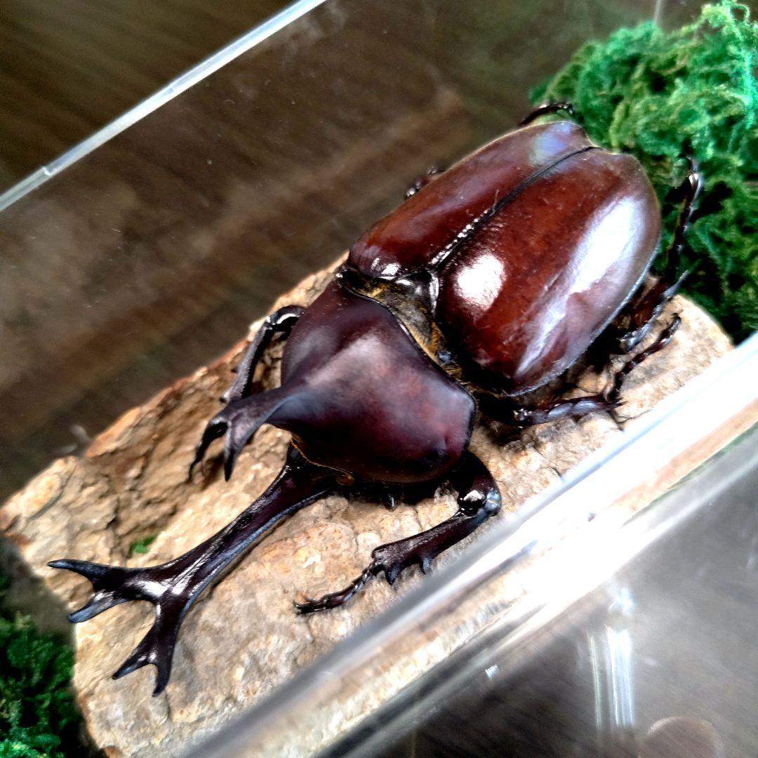 宝物野生巨大超特大大型87mm頭角19.8mm胸角6.4mmぐらいカブトムシ標本