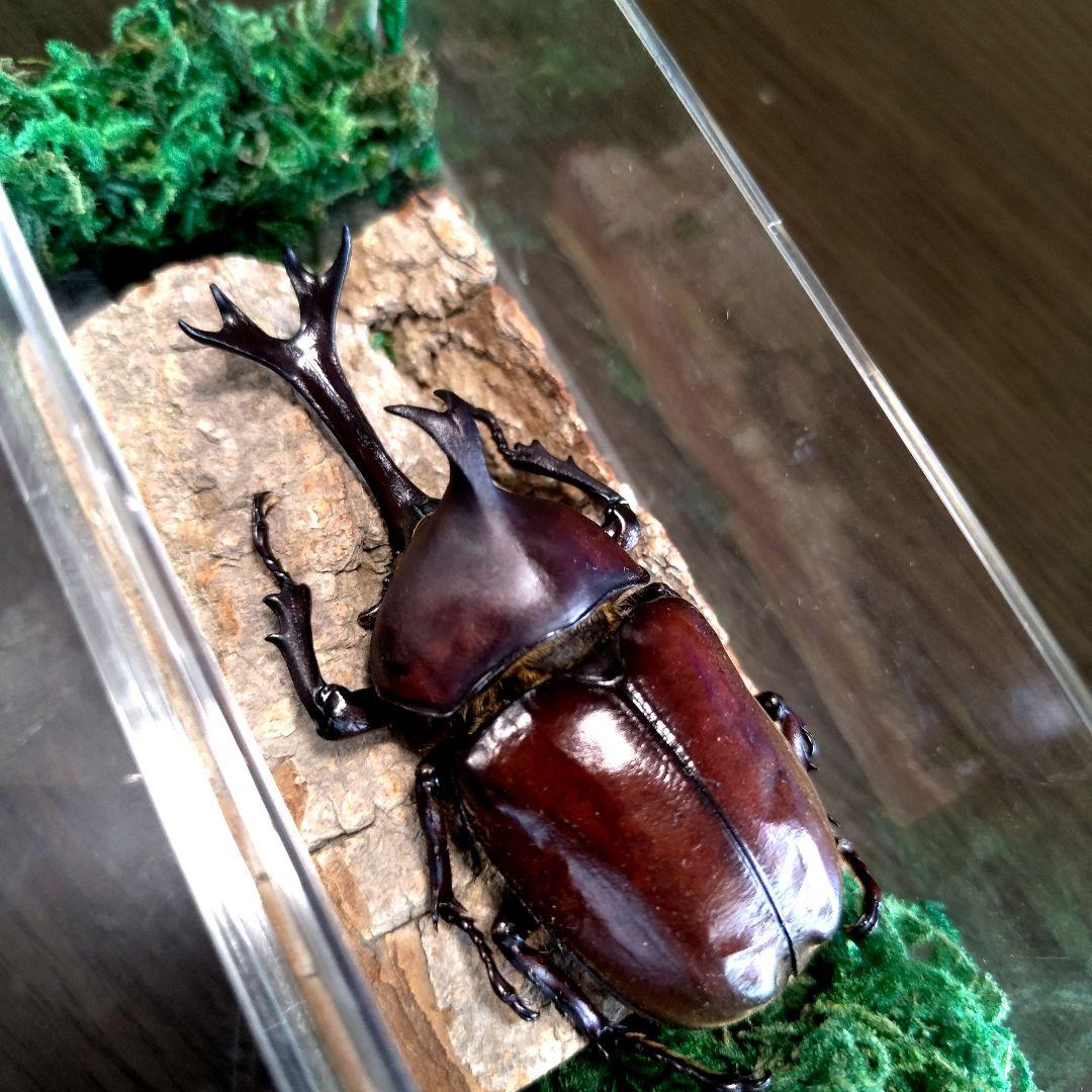 宝物野生巨大超特大大型87mm頭角19.8mm胸角6.4mmぐらいカブトムシ標本