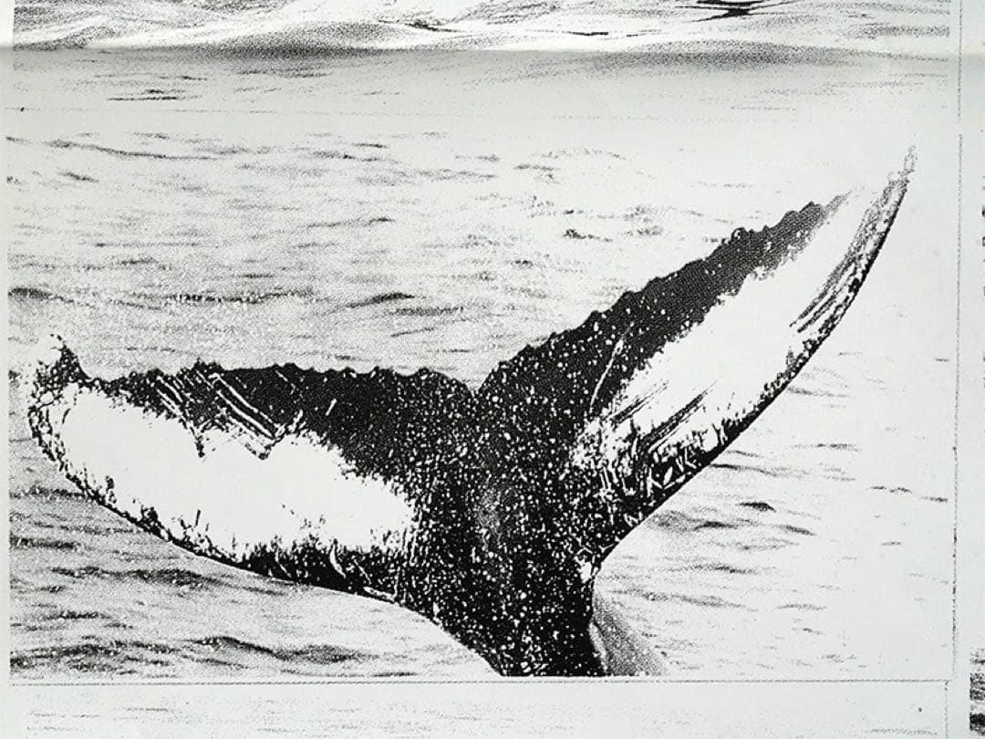 コム・デ・ギャルソン 　クジラ ブリーチング 特大ポスター