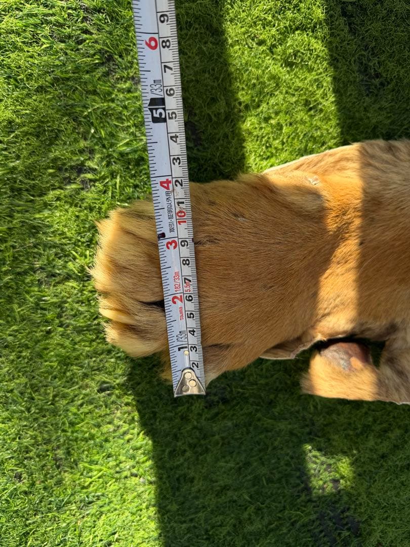 虎 剥製　国際希少野生動植物種登録票付き