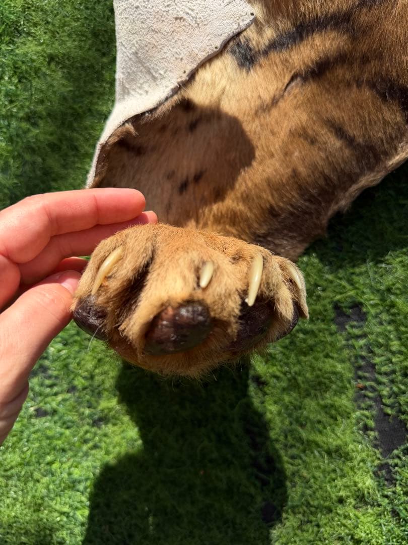 虎 剥製　国際希少野生動植物種登録票付き